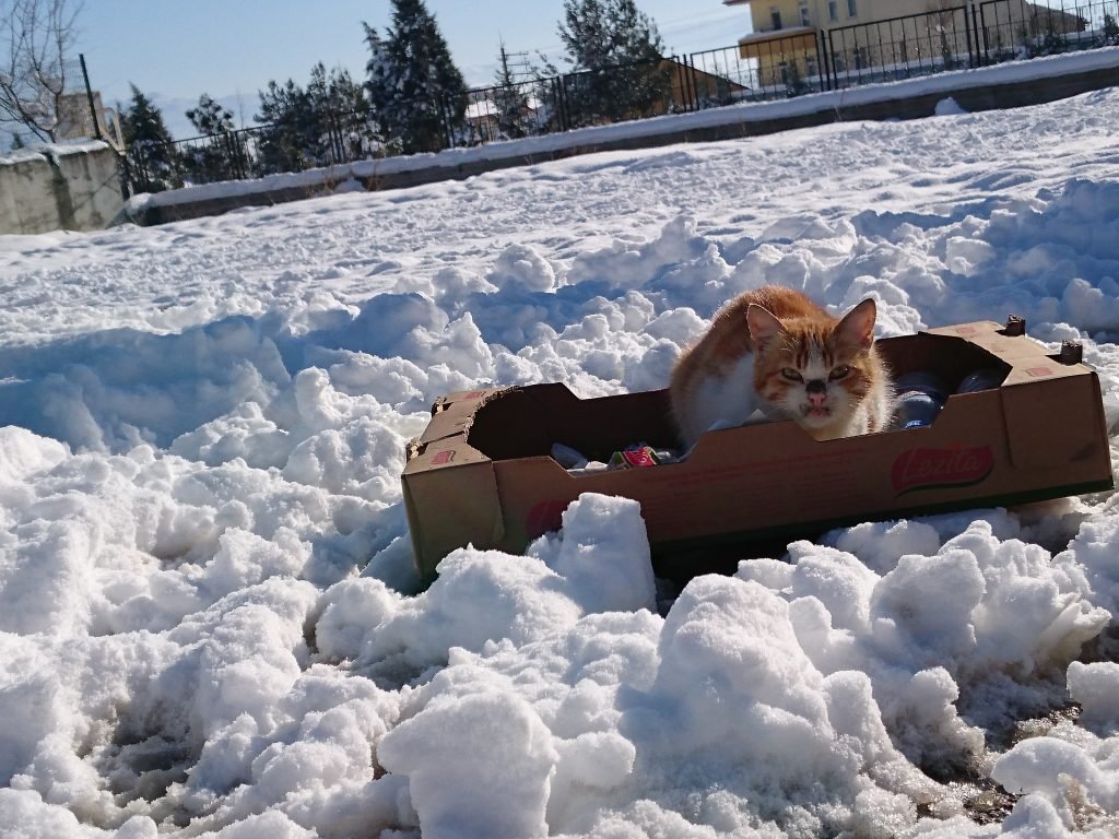 kar üzerine karton kutuda oturan kedi